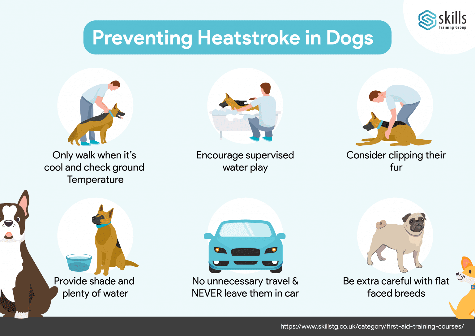 Dog Heatstroke: Symptoms & Emergency First Aid Tips